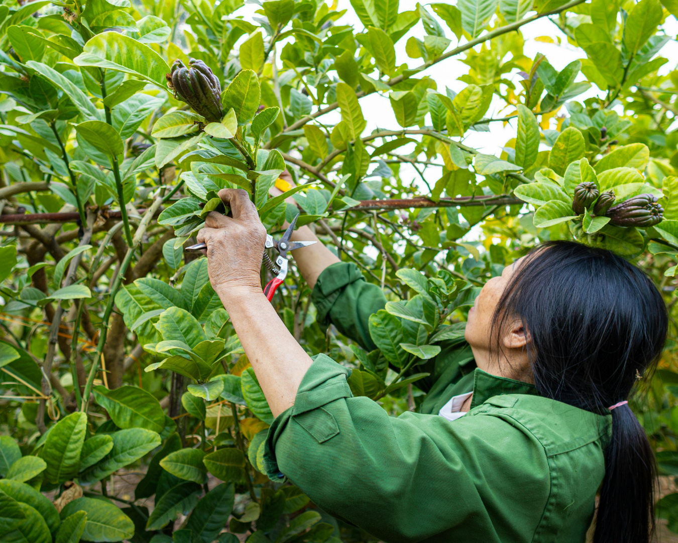 Residential Tree Pruning
