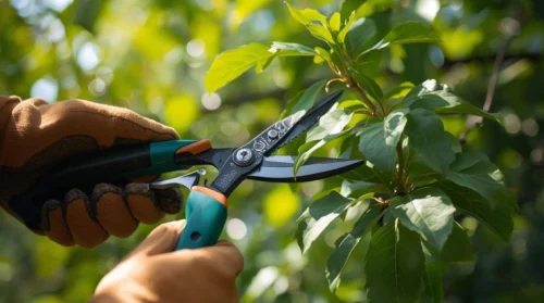 Commercial Tree Trimming