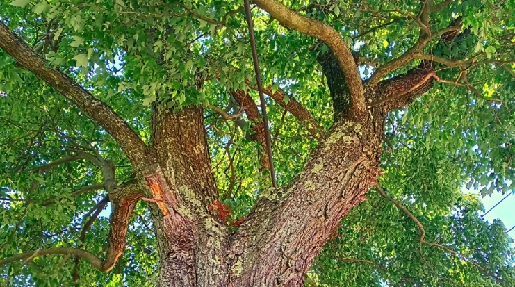 Residential Emergency Tree Services