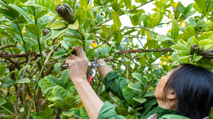 Residential Tree Pruning