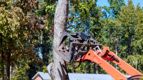 Residential Tree Removal