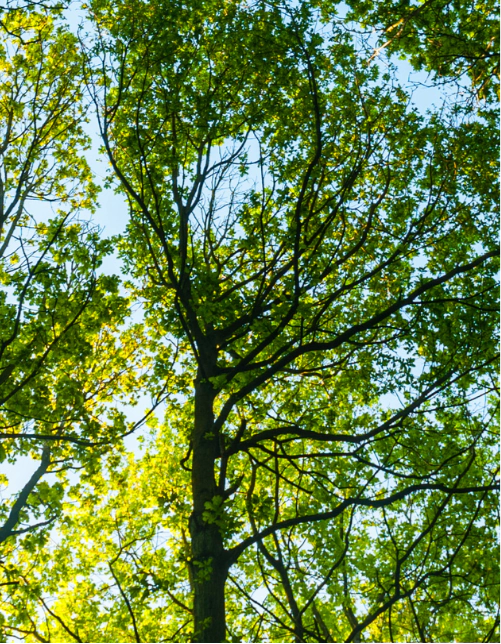 Tree Service (2)