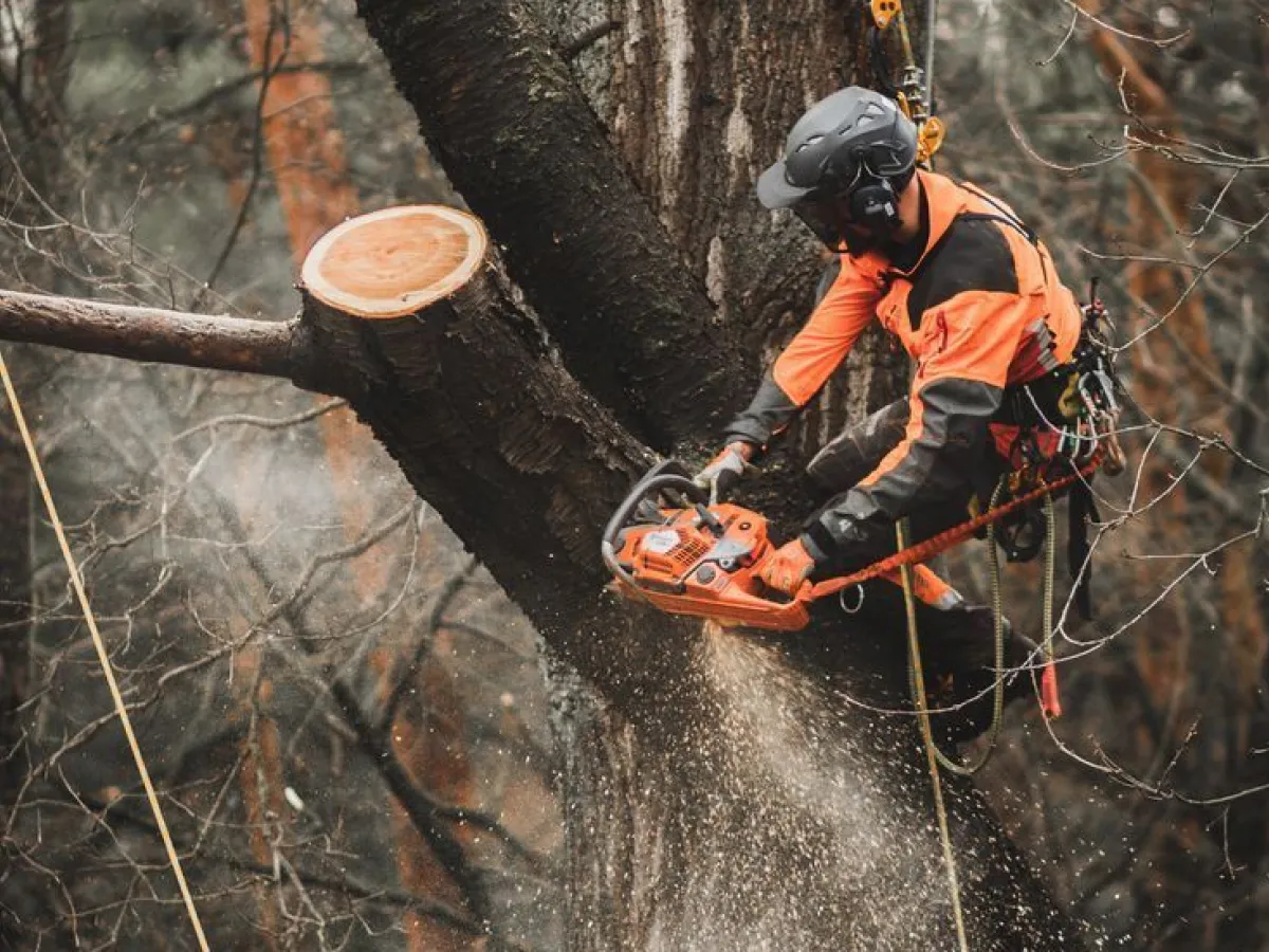 How Cabling & Bracing Protects Weak Trees in Millen, GA