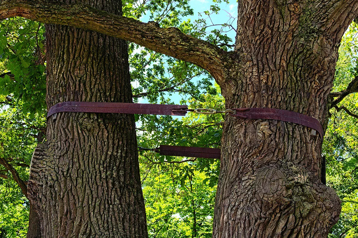 tree cabling and bracing for tree support jpg